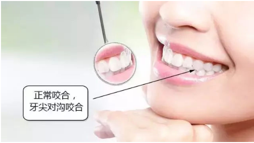 上下牙正常咬合