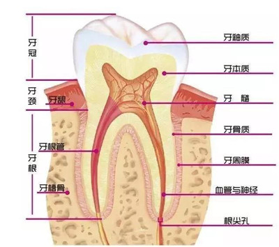 【昌平洗牙】从不洗牙的人牙齿掉的快,仔细看完就明白了